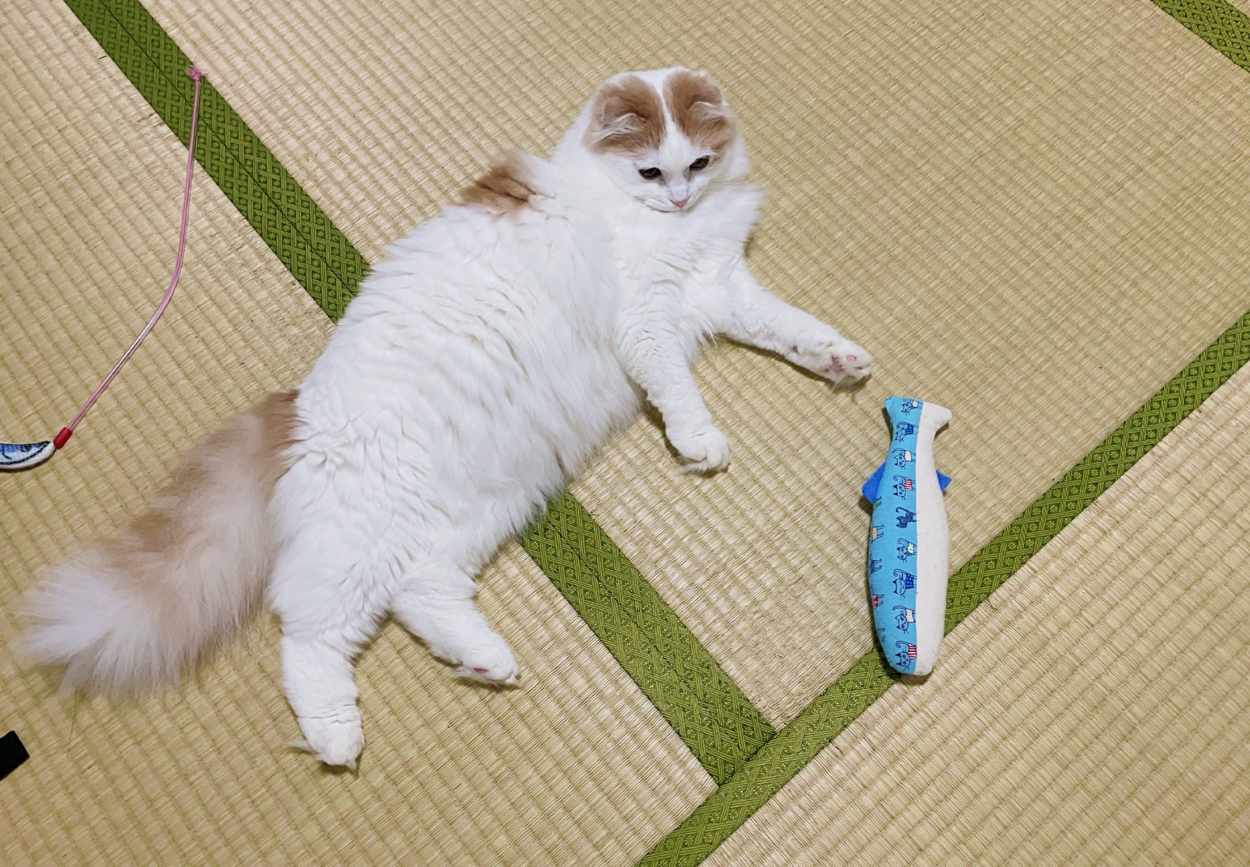 ざしき猫