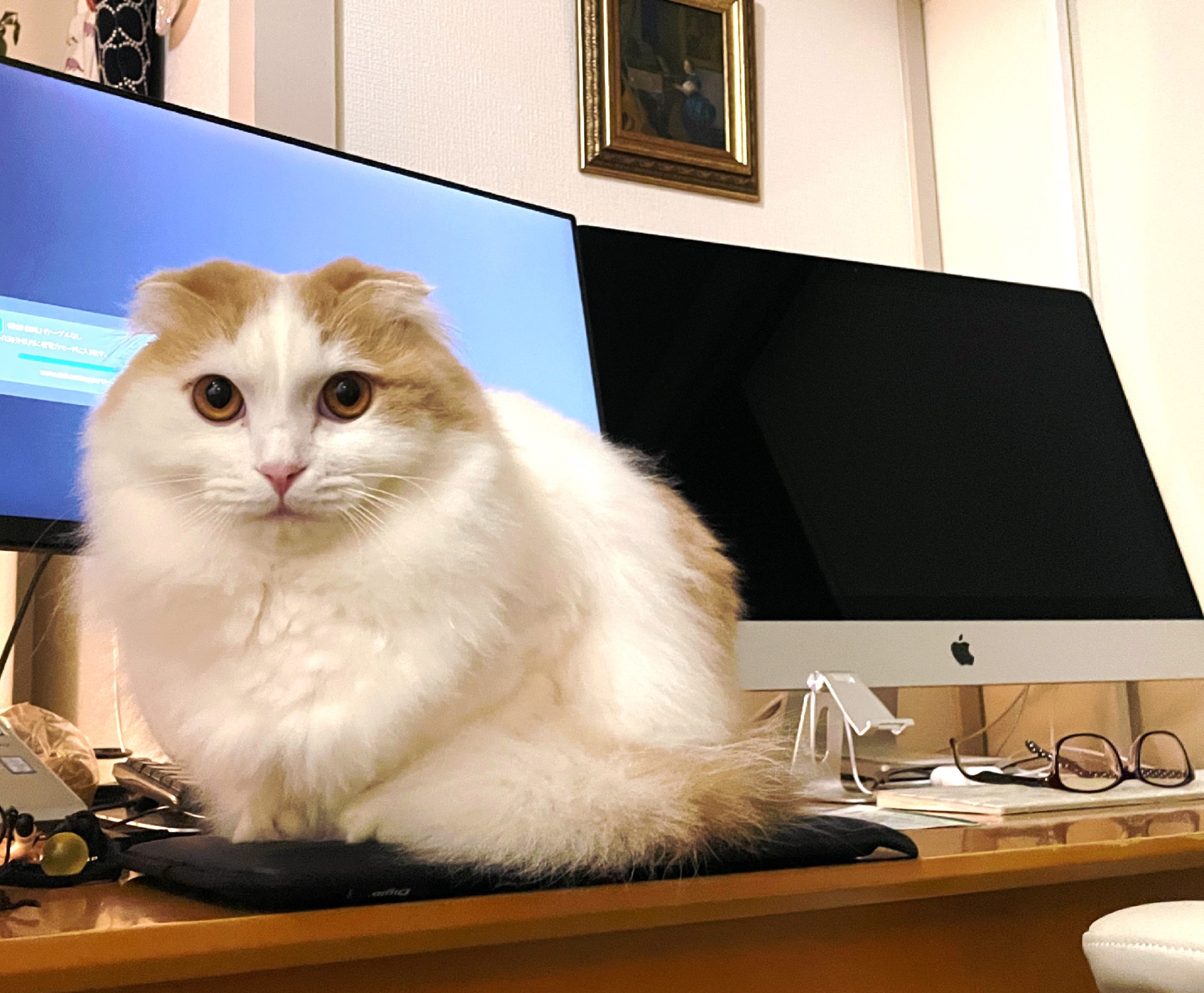 デスクトップもふもふ