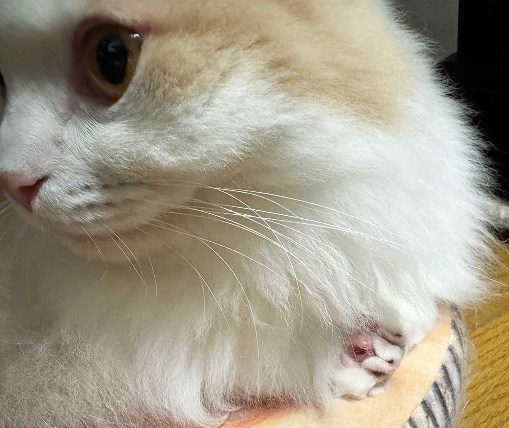 巻き爪で肉球を負傷しました